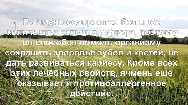 Ячмень. Полезные свойства и противопоказания. смотреть онлайн