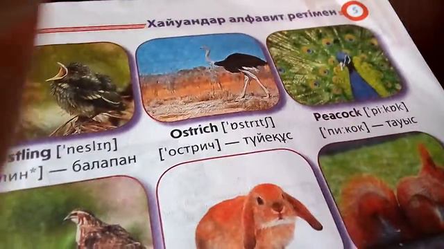 Как узнать по английскому животные смотреть онлайн