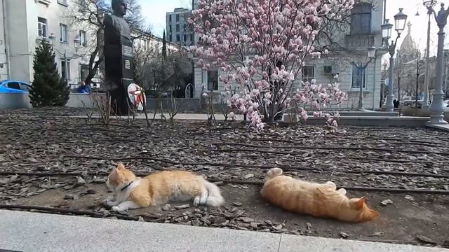Магнолия и котики на Большой Морской смотреть онлайн