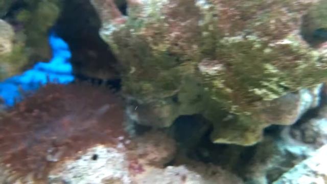 Мой морской аквариум 60 литров смотреть онлайн