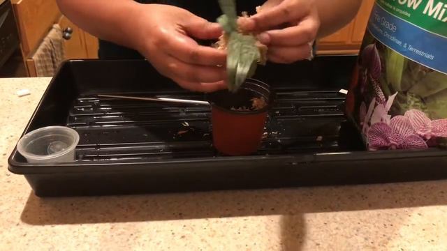 How To Repot Phalaenopsis Orchid Seedling смотреть онлайн