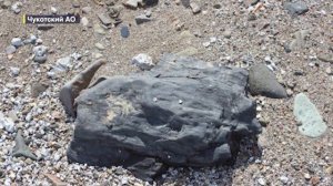 Окаменевший реликтовый лес Чукотки на грани исчезновения