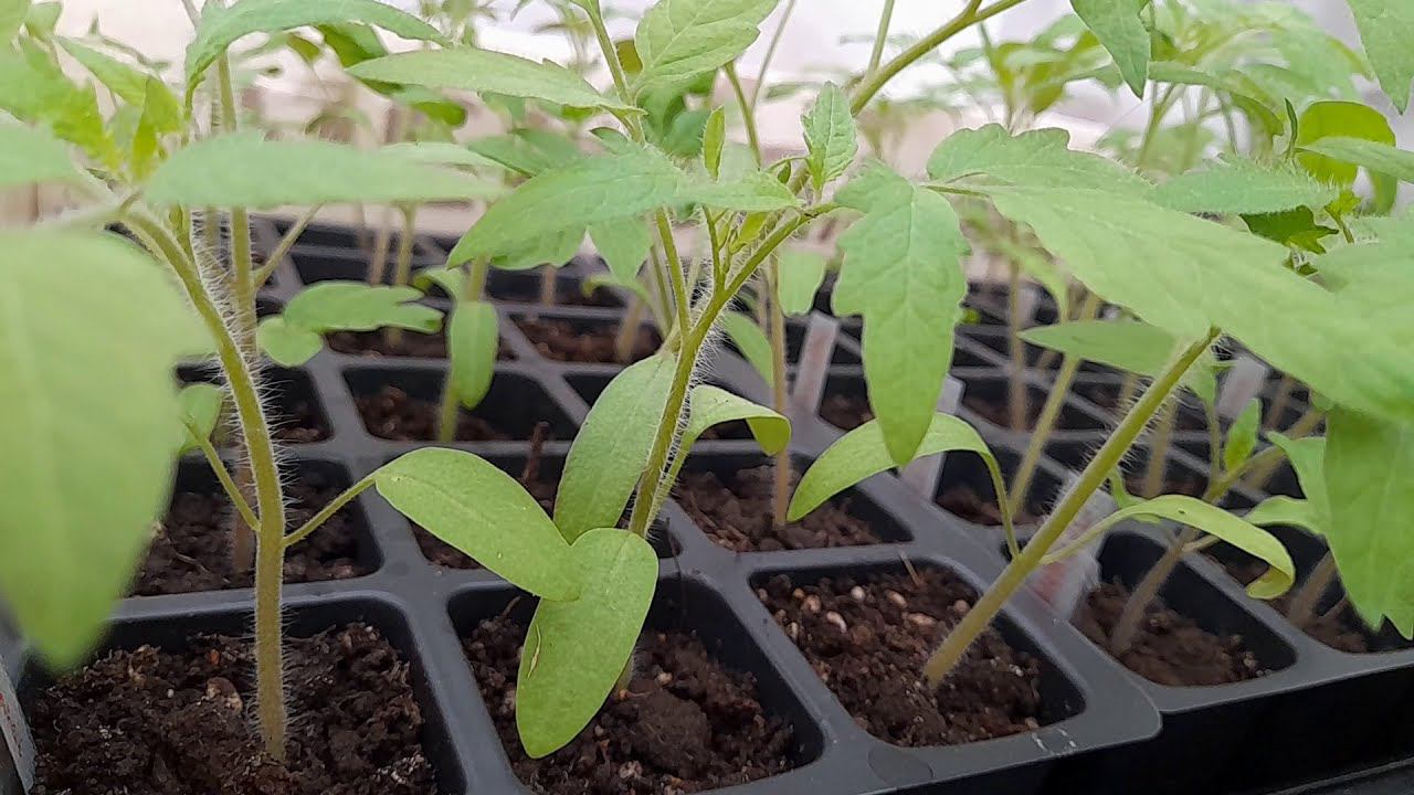 Первая подкормка рассады томатов САМАЯ важная - Остановит вытягивание Закладка хорошего урожая смотреть онлайн
