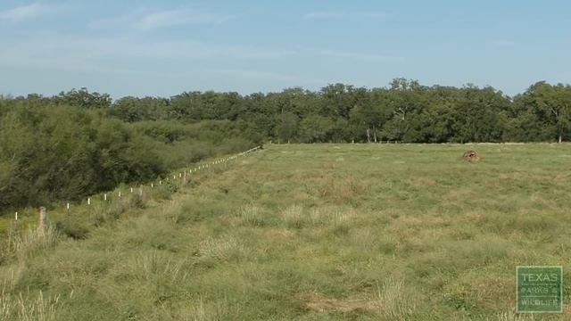 Hogs Wild, Fighting the Feral Pig Problem смотреть онлайн