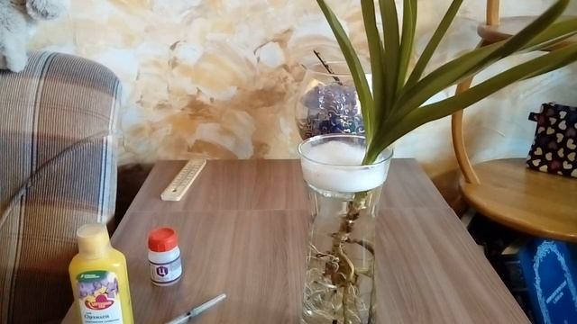 Орхидея Ванда Отращиваем Корни. смотреть онлайн