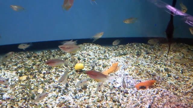 Скалярии, жемчужные гурами и раки в аквариуме смотреть онлайн