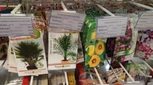 ЧТО МОЖНО ПОСАДИТЬ ИЗ ЦВЕТОВ ДОМА САМИМ?!?(СЕМЕНА КОМНАТНЫХ РАСТЕНИЙ)?БОЛЬШОЙ ВЫБОР?