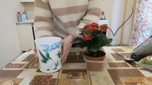 Пересадка каланхоэ после покупки. Первый раз пересаживаю каланхоэ.