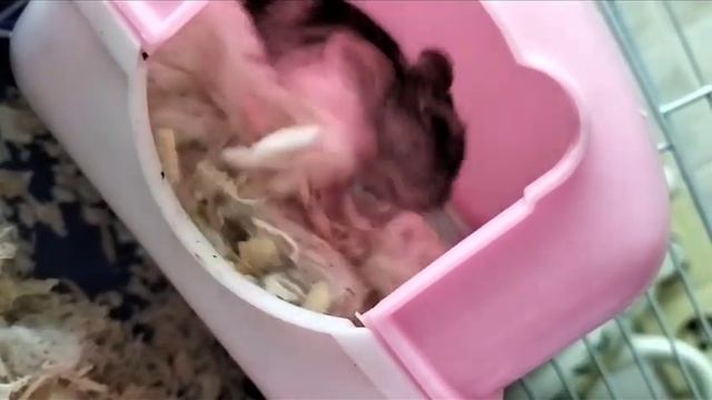 как живут сирийские и джунгарские хомяки смотреть онлайн