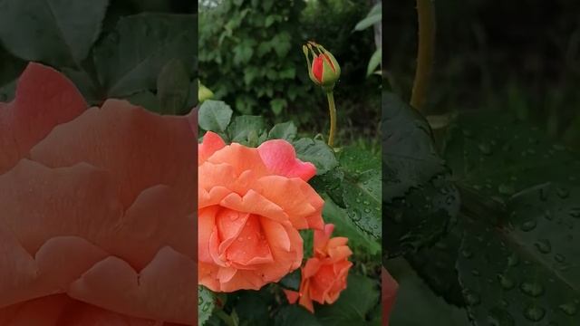 Роза Изи даз ит смотреть онлайн