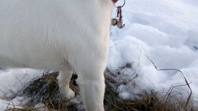 Мышкующий фокс смотреть онлайн