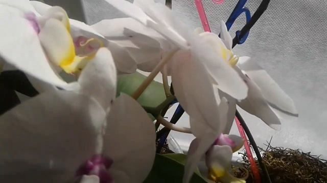Орхидея, спустя два месяца после пересадки вырастила 3 цветоноса смотреть онлайн