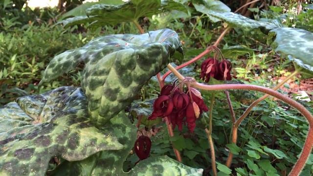 Podophyllum Spotty Dotty - A Foliage Plant for Paart Shade смотреть онлайн