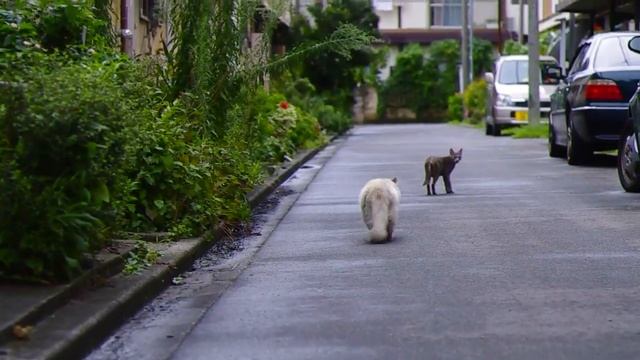 Cats Video 02 смотреть онлайн