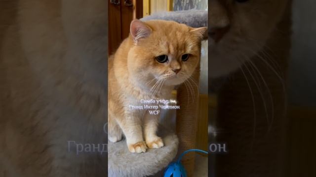 СЕМЬ ДНЕЙ В ОДНОЙ МИНУТЕ: как мы навещали наш филиал питомника «Lilya Bree» в Санкт - Петербурге. смотреть онлайн