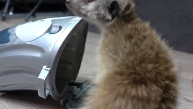 МАЛЕНЬКИЙ СУРИКАТ ТИМКА и СУМАШЕДШЕЕ ВЕДРО смотреть онлайн