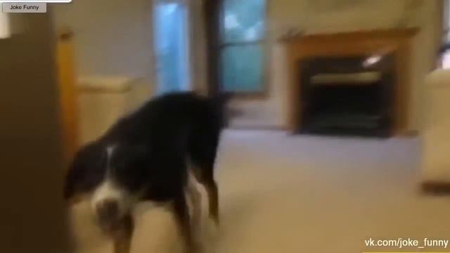 Смешное видео с животными, смешные животные, приколы 2015 + приколы с животными смотреть онлайн