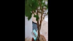 Фикус Мокламе 12.2021