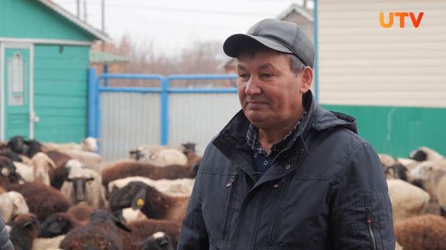 Романовские овцы - в чем отличительные преимущества породы? смотреть онлайн