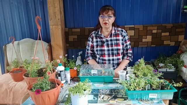 КАЛИБРАХОА, РАЗМНОЖЕНИЕ ЧЕРЕНКАМИ. смотреть онлайн