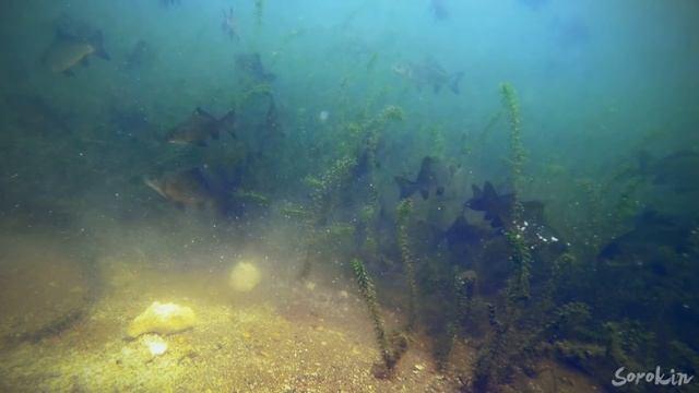 КАРАСЬ НА ИКРУ СУДАКА И ТРЕСКИ! Реакция рыбы Подводная съемка смотреть онлайн