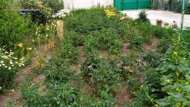 Мой огород. От посадки и до уборки. Часть 4 смотреть онлайн