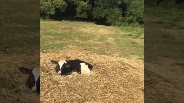 Бычки на откорме первый выход на пастбище смотреть онлайн