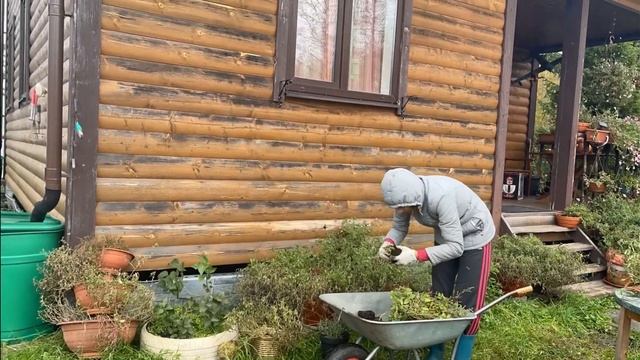 Убрала все петунии. Хранение грунта и горшков. Первые заморозки #милыйдом смотреть онлайн