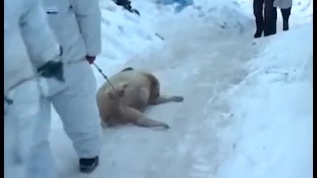 Зареченцам рекомендуют воздержаться от покупки свинины смотреть онлайн