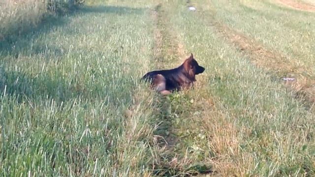 Почему собака начала писать дома смотреть онлайн