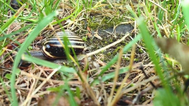 улитки после дождя ускоренная съёмка смотреть онлайн