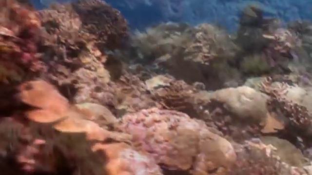 Vangelis Fields of Coral смотреть онлайн