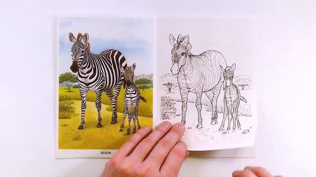 Раскраска «Животные Африки» серии «Окружающий мир». Обзор смотреть онлайн