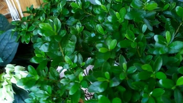 ОБЗОР. КОМНАТНЫЕ ЦВЕТЫ, РАСТЕНИЯ на БАЛКОНЕ, а также НОВЫЕ ПИТОМЦЫ июль 2021 смотреть онлайн