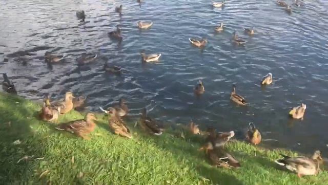 Измайловский парк / Где погулять с ребенком детьми / Москва / сентябрь 2017 Макс и Дима смотреть онлайн