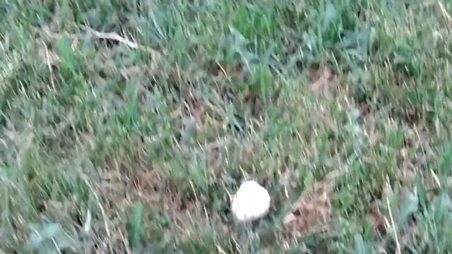 25.05.2023 - Грибы в мае смотреть онлайн