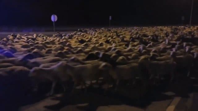 Овцы на дороге смотреть онлайн