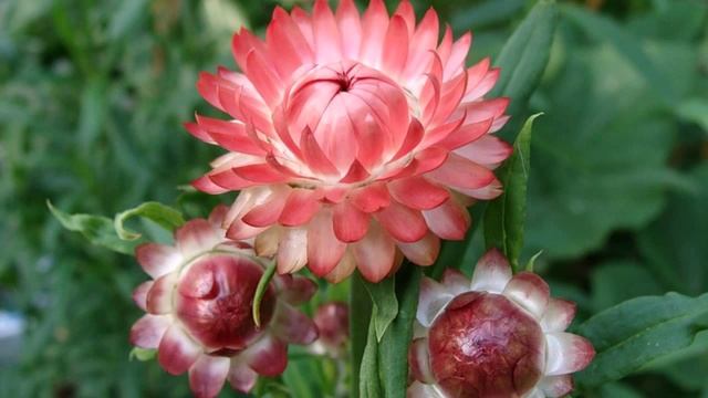 Бессмертник Ленгенды о цветах смотреть онлайн