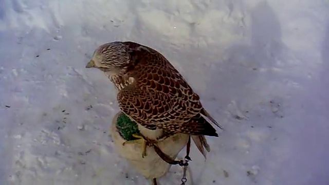 Самец кречета смотреть онлайн