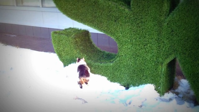 Котики наносят ответный удар смотреть онлайн