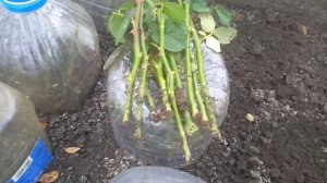 Развитие черенков роз в теплице.Посадка черенков.