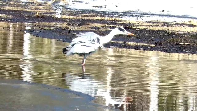 Серая Цапля, Gray Heron смотреть онлайн