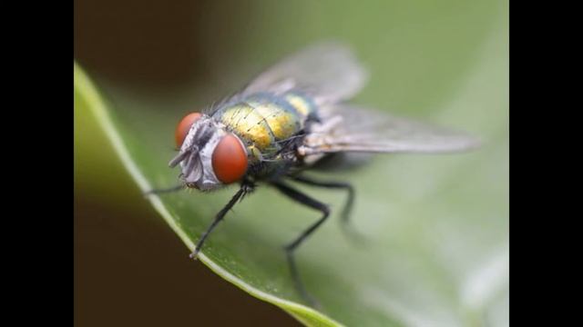 fly noises смотреть онлайн