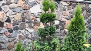 ТОПИАРНАЯ СТРИЖКА ТУИ “SMARAGD” С ДВУМЯ СТВОЛАМИ И ЕЕ ЛЕЧЕНИЕ. ТОМАТЫ. ВОПРОС-ОТВЕТ.