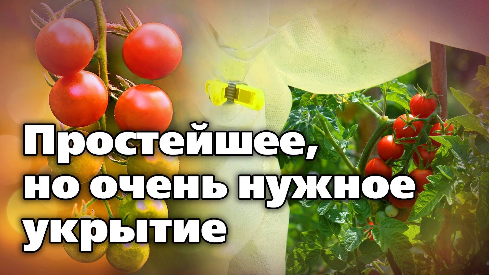Как защитить помидоры от холодных ночей. Быстро, просто, экономно смотреть онлайн