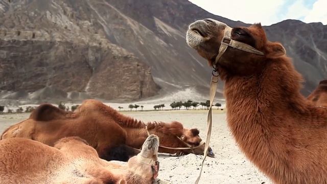 Певчая птица - Светлана Костыко (экс-"Комбинация") смотреть онлайн