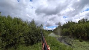 Охота на утку с подхода в августе. Внимание! Утята хлопунцы!