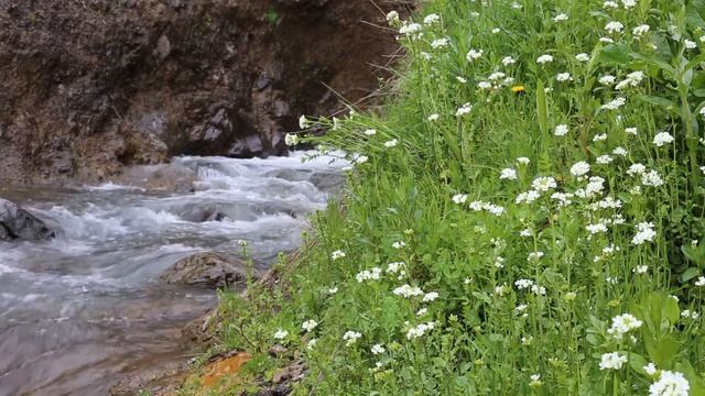 Успокаивающие звуки журчания ручья и пения птиц для медитации, релаксации и учёбы. смотреть онлайн