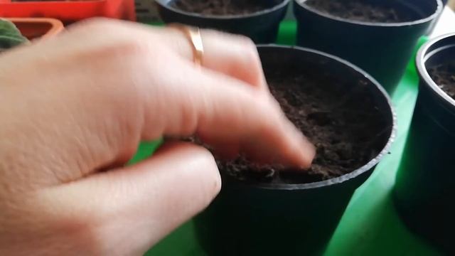 Сажаю клубни глоксиний. смотреть онлайн