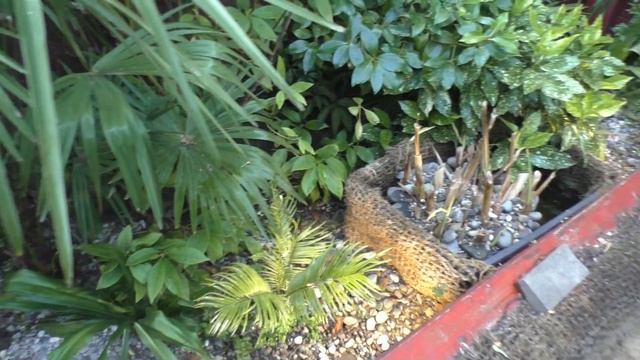 Прогулка и результаты перезимовки, ч.1. Июнь, 2023 смотреть онлайн